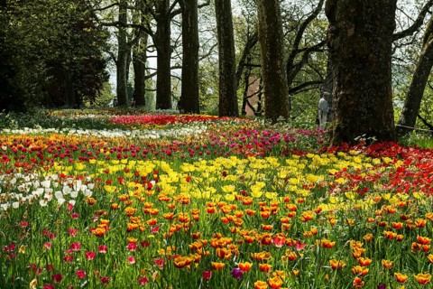 Park and flower meadow with colourful tulips, Mainau Island, Lake Constance, Baden-Württemberg,