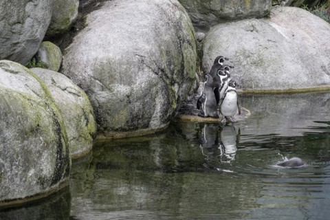 Magellanic penguins (Spheniscus magellanicus), Emmen Zoo, Netherlands