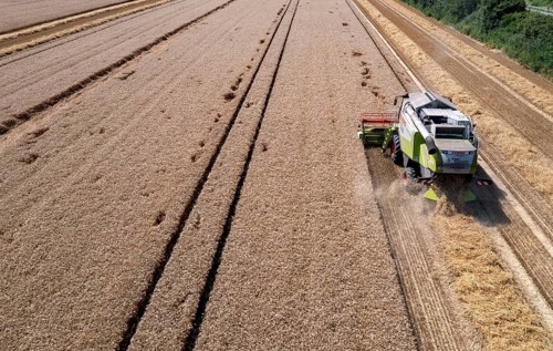 Agriculture, grain harvest, wheat, combine harvester harvesting in a wheat field, near