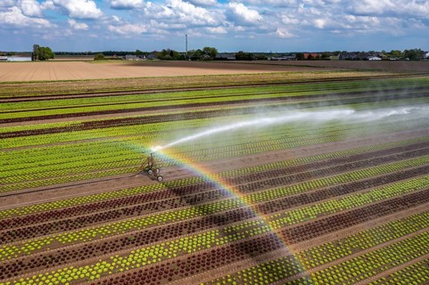 A field is artificially irrigated, water is sprayed onto the field via an irrigation system, field
