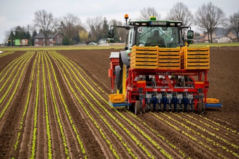 Lettuce plants, in press pots, they are planted in a field with a planting machine, agriculture,