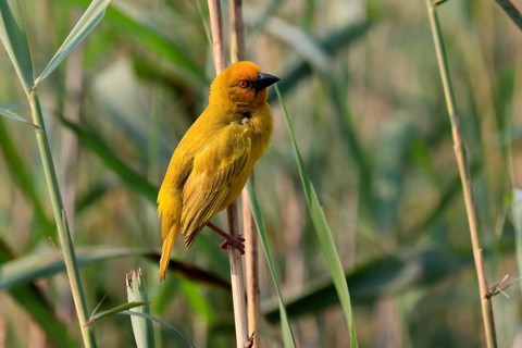 Eastern golden weaver (Ploceus subaureus), adult, male, auto-waiting, alert, Saint Lucia Estuary,