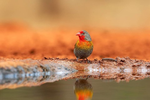 Green-winged pytilia (Pytilia melba), adult, at the water, Kruger National Park, Kruger National