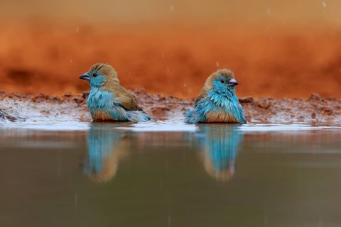 Angolan butterfly finch (Uraeginthus angolensis), blue-eared butterfly finch, adult, two birds, at