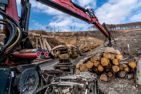 Cleared forest area north of the village of Öventrop, district of Arnsberg, dead spruce stands were