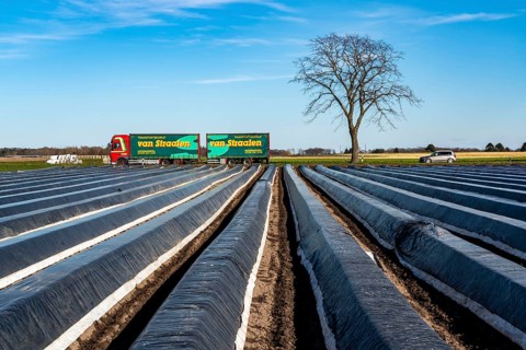 Agriculture on the Lower Rhine, early season, asparagus cultivation in spring, under plastic
