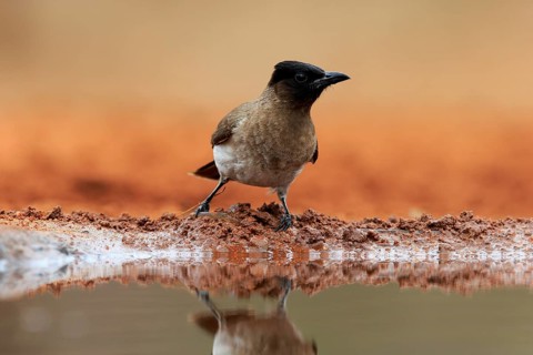 Grey bulbul (Pycnonotus barbatus), adult, at the water, Kruger National Park, Kruger National Park,