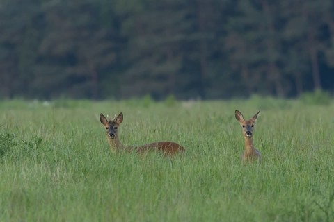 Roe deer (Capreolus capreolus) adult male buck and female doe animal in a farmland grass field in