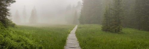 Hühnermoos on a cloudy day with fog, a high moor at Söllereck near Oberstdorf, AllgÃ¤u Alps,