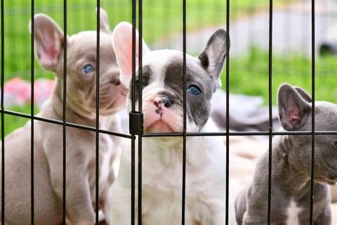 Cute pied French Bulldog dog puppy behind bars