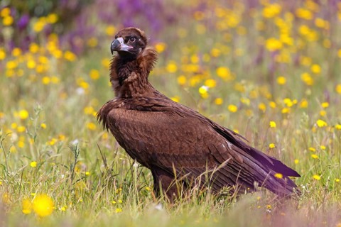 Monk Vulture, Monk Vulture, Black Vulture, (Cinereous Vulture), Aegypius monachus, Vautour moine,