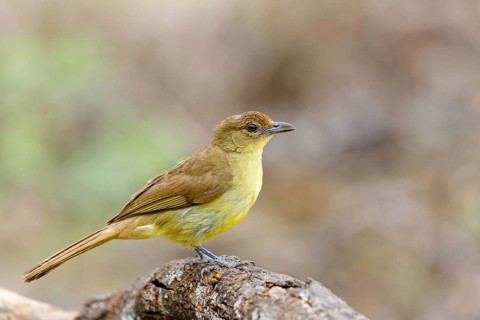 Yellow-bellied greenbul (Chlorocichla flaviventris), Mkuze Game Reserve, Mkuze, KwaZulu-Natal,