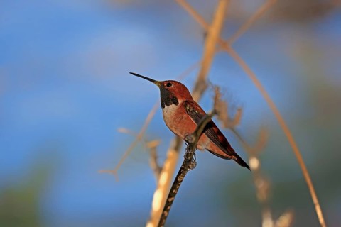 Rufous hummingbird (Selasphorus rufus), adult, male, perch, Sonoran Desert, Arizona, North America,