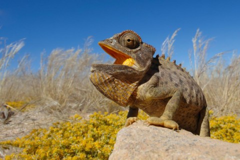 Namaqua chameleon, desert chameleon, lizard, (Chamaeleo mamaquensis), Namibia, Africa