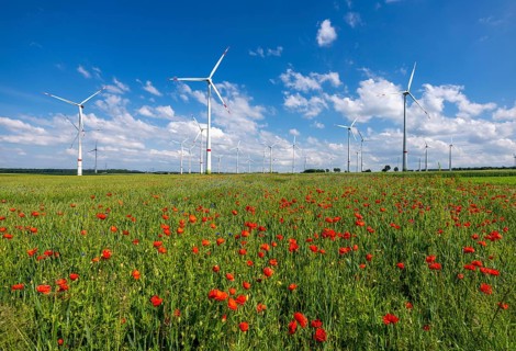 Wind farm, field with flower strips, insect-friendly border of fields with mixed flowers, poppies,