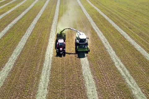 Aerial view of forage harvesting on an organic farm. A forage harvester transports the chopped