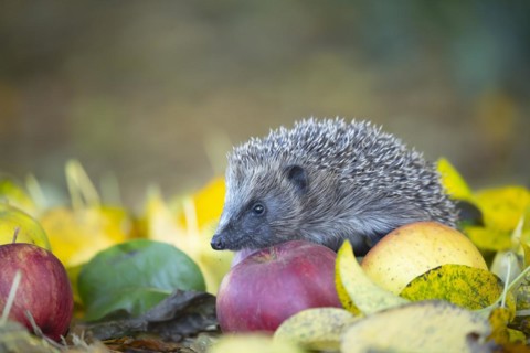 European hedgehog (Erinaceus europaeus) adult animal walking over fallen apples in a garden in the