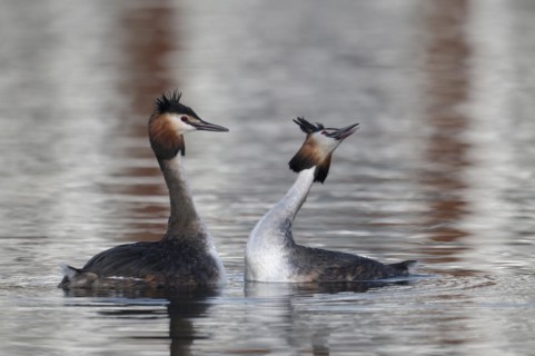 Great Crested Grebe (Podiceps cristatus), pair, courtship, mating dance, swimming on lake, Phoenix