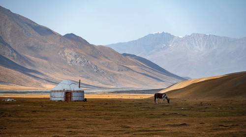 Horses at a traditional Kyrgyz yurt between golden meadows, Burkhan Valley, Terskey Ala-Too, Tien