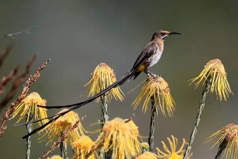 Cape Honeybird (Promerops cafer), adult, male, on flower, Protea, vigilant, Kirstenbosch Botanical