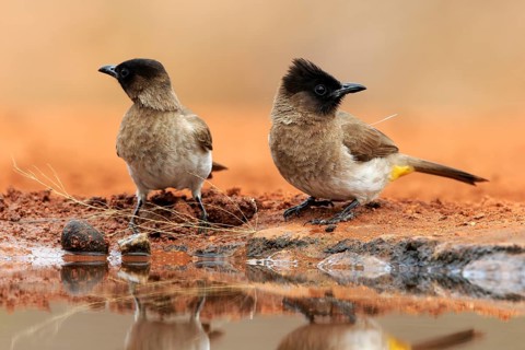 Grey bulbul (Pycnonotus barbatus), adult, pair, at the water, Kruger National Park, Kruger National