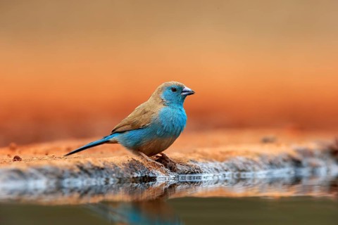 Blue waxbill (Uraeginthus angolensis), Angola butterfly finch, adult, at the water, Kruger National