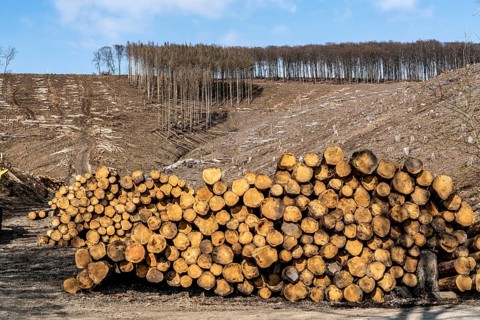 Cleared forest area north of the village of Öventrop, district of Arnsberg, dead spruce stands were