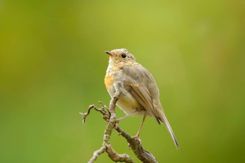 Close-up of a European Robin (Erithacus rubecula) sitting on a limb, Germany, Europe