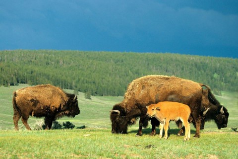 American bison (Bison bison), Bison family, Wyoming, Colorado, USA, North America