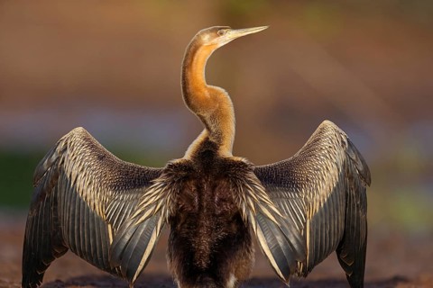 African darter (Anhinga rufa), Marakissa River Camp / Canoe tri, Marakissa, South Bank, Gambia,