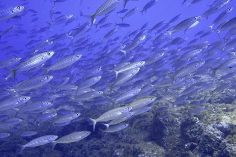 A large school of striped fish, boops boops, swim in the deep blue underwater world. Dive site Las