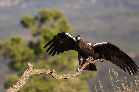 Iberian Eagle (Aquila adalberti), Spanish imperial eagle, Extremadura, Castilla La Mancha, Spain,