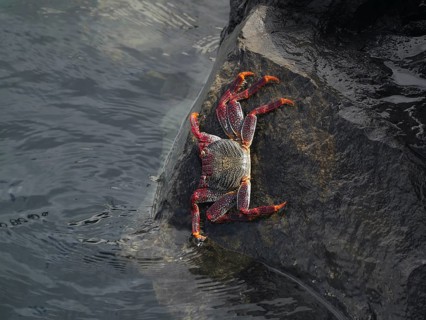 A red rock crab (Grapsus adscensionis) climbs over a wet rock at the water's edge. Puerto de