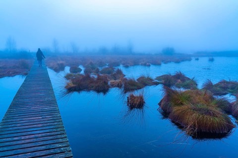 The High Fens nature park Park, in the German-Belgian border region near Eupen, winter, fog, wooden