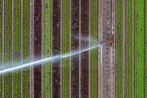 A field is artificially irrigated, water is sprayed onto the field via an irrigation system, field