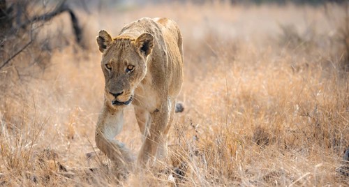 Lion (Panthera leo), adult female, walking through dry grass, African savannah, Kruger National