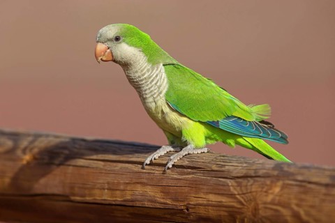 Monk parakeet (Myiopsitta monachus), Conure veuve, Cotorra argentina, Fuerteventura, Canary