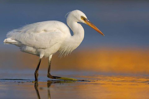 Western Reef Heron, Western Reef-Heron, Western Reef-Egret, (Egretta gularis), Garceta Dimorfa,