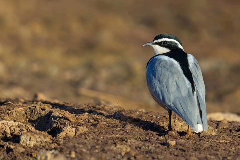 Crocodile-bird, (Pluvianus aegytpticus), Crocodile-bird, Egyptian Plover, Pluvian fluviatile,