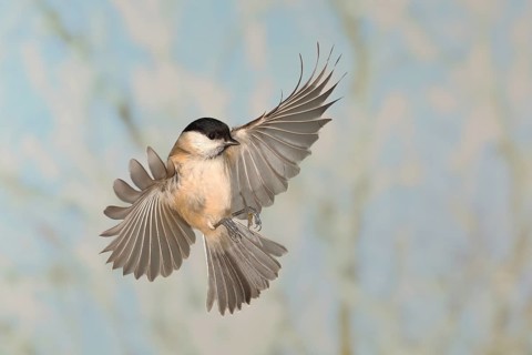 Marsh tit (Parus palustris), in flight, high speed flight recording, winter, animals, birds,