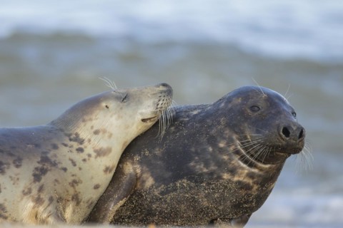Grey seal (Halichoerus grypus) two adult animals on a seaside beach with one resting its head on