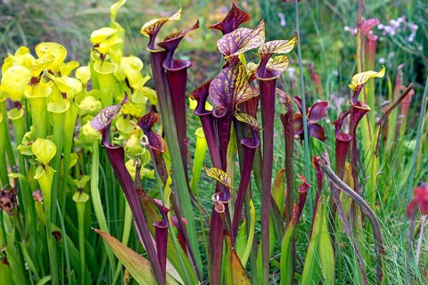 Trumpet pitchers (Sarracenia), Botanical Garden, Erlangen, Middle Franconia, Bavaria, Germany,