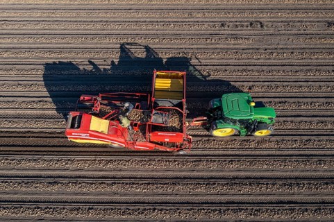Potato harvesting, so-called split harvesting method, first the tubers are taken out of the ground