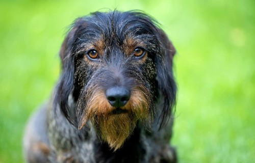 Rough-haired dachshund (Canis lupus familiaris) puppy, male, 3 years, animal portrait, meadow,