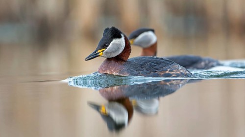 Red-necked Grebe (Podiceps grisegena) grebe, pair, mating, courtship, swimming, Middle Elbe