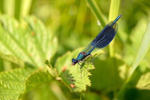 Banded demoiselle (Calopteryx splendens) sitting on a green leaf, with prey in mouthparts, North