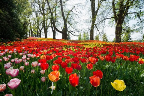 Park and flower meadow with colourful tulips, Mainau Island, Lake Constance, Baden-Württemberg,