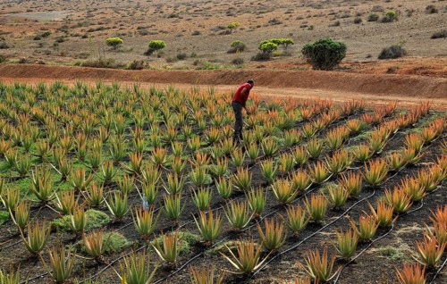 Aloe vera plants commercial cultivation, Tiscamanita, Fuerteventura, Canary Islands, Spain, Europe