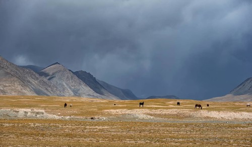 Herd of horses on a plateau, Ak Shyrak Mountains, near Kumtor, Kara-Say, Tian Shan, Kyrgyzstan,