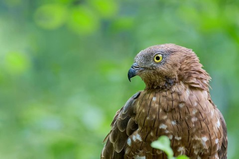European honey buzzard (Pernis apivorus), Bavaria, Germany, Europe